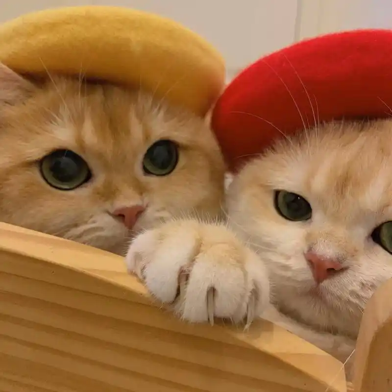 不要总让我生气阿～宝.#猫咪日常 #猫猫情头 #猫咪头像 - 抖音