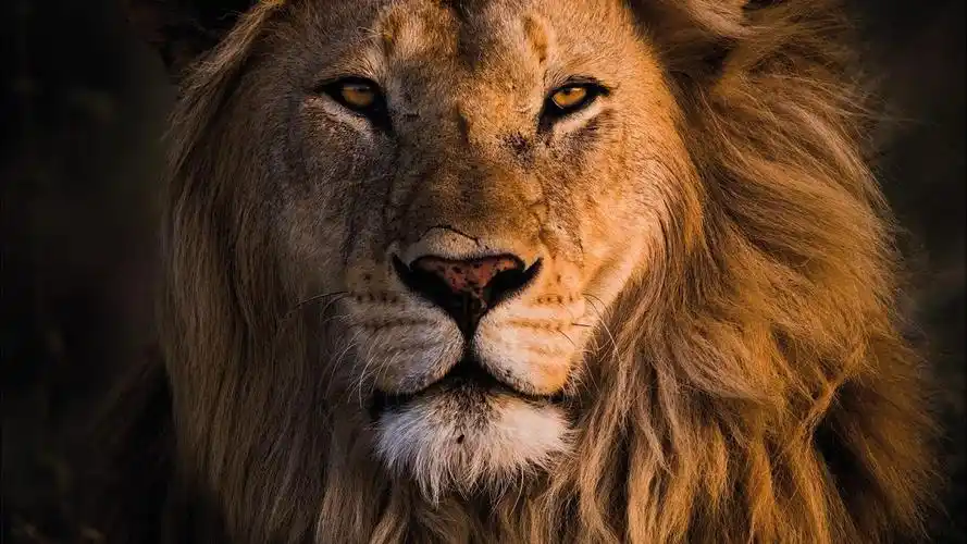 关于狮子的14个知识你知道几个雄狮地位让男人羡慕