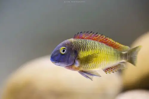 3月蝴蝶,自由飞舞~ - 三湖慈鲷 - cta南美水族 - powered by discuz!