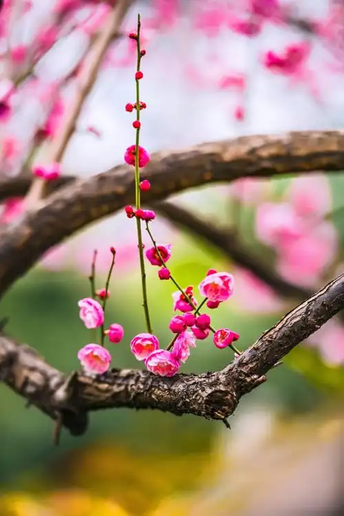 包河公园梅花美 景色更美- 拍摄于2019元宵佳节