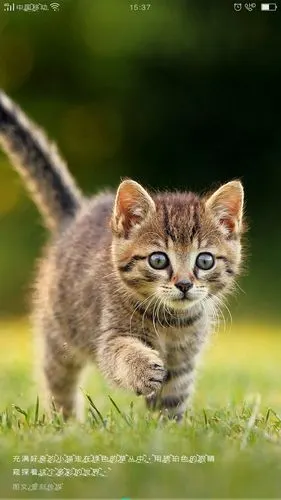 可爱的小动物们