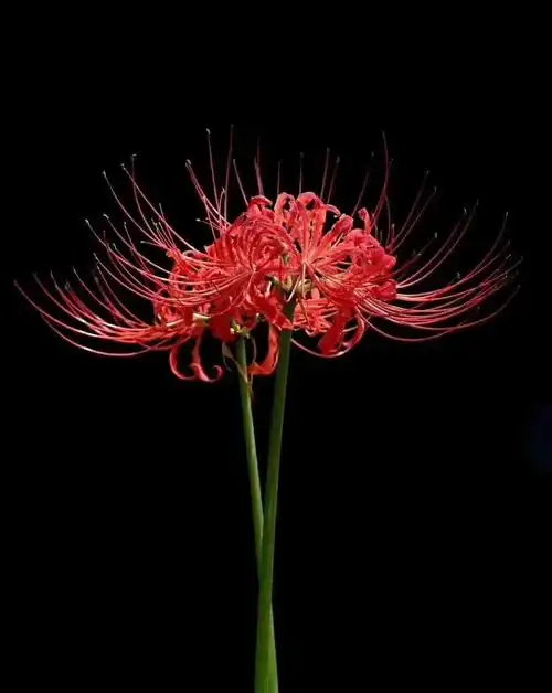 每日一花语#彼岸花(又名曼珠沙华)——等待,悲伤的回忆.