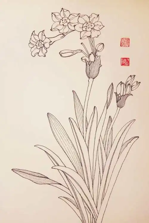 把钢笔白描进行到底——叶志军先生的钢笔白描水仙系列作品分享