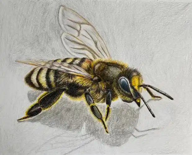 蜜蜂彩铅