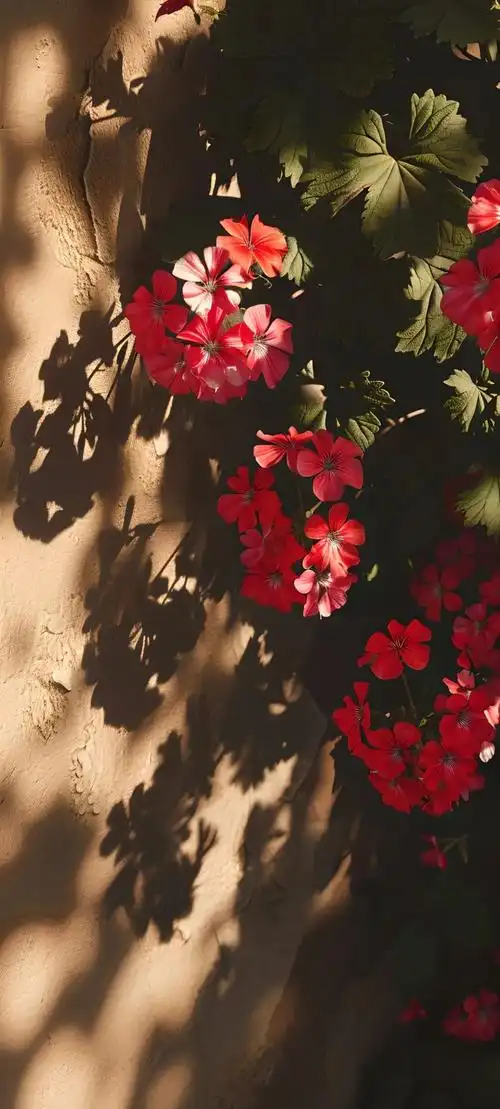 唯美鲜花手机壁纸全面屏适用高清原图