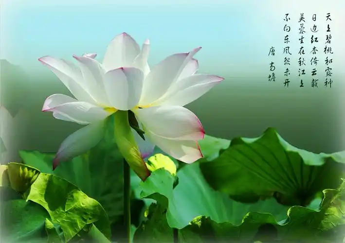 一莲一荷一佛心