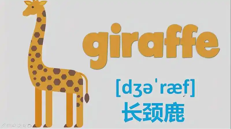 长颈鹿用英语怎么说呢