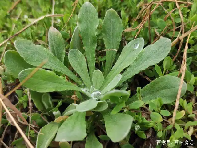 春天该吃野菜了,农村6种常见的"野菜",却是城里人的最爱