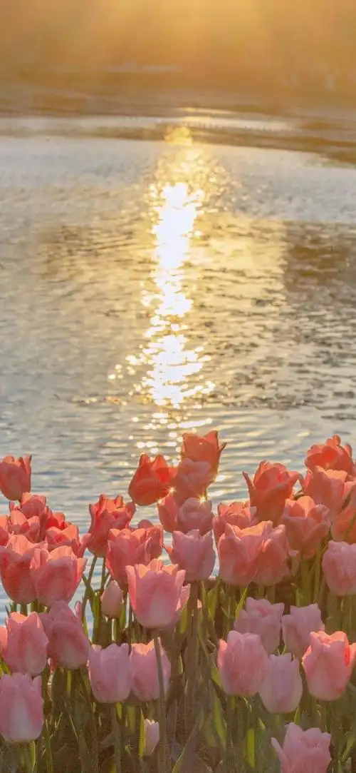 今日春分,一些温柔的风景壁纸