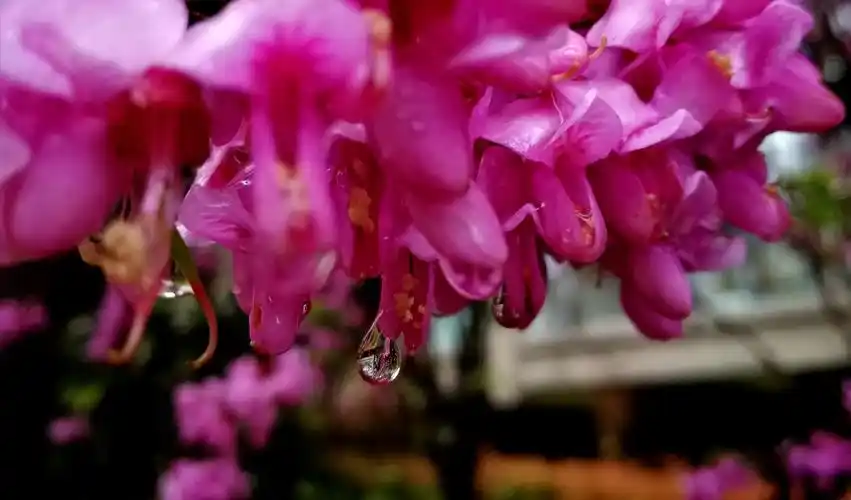 雨后花朵更鲜艳
