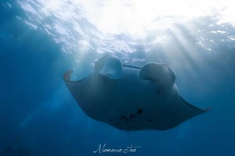 manta 拍摄于印度尼西亚巴厘岛,大魔鬼一鱼manta