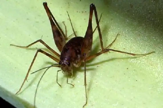 灶马是害虫还是益虫喜欢啃食嫩芽和菜叶属于农业害虫