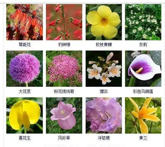 花友们都想拥有的432种常见花名大全可以自己打造一个花园