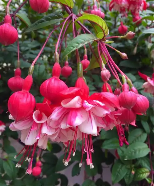 百花齐放(一百种花),作者经过春.夏.秋.