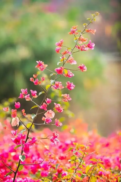福建高校春景图出炉每一张都是壁纸