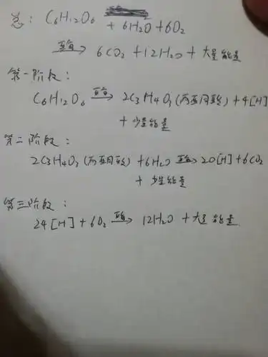 求生物必修一有氧呼吸的总方程式和分段的方程式啊