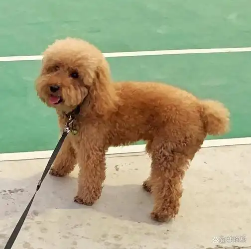 宠物品种 :泰迪