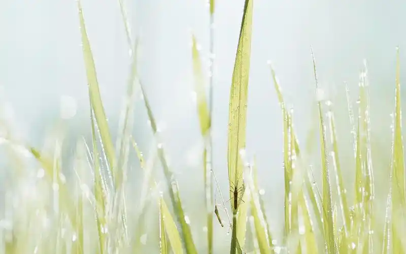 电脑壁纸 风景 清晨独一无二的小清新植物ins风