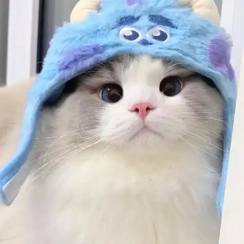 宠物情侣头像超萌一对图片,喜欢宠物的可以用了