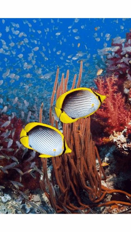 600_1066竖版 竖屏gif 动态图 动图