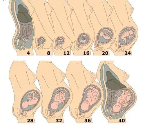 【第三任3】堕胎比生下来要承受的沉重得多(海灵格)