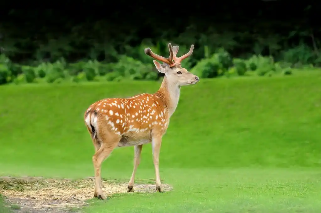 梅花鹿图片图片
