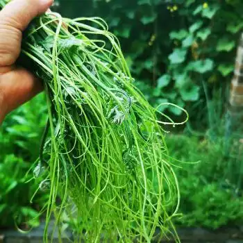 丝瓜尖新鲜佛手瓜尖现摘蔬菜洋瓜尖农家自种食用佛手瓜藤蔓龙须菜1000