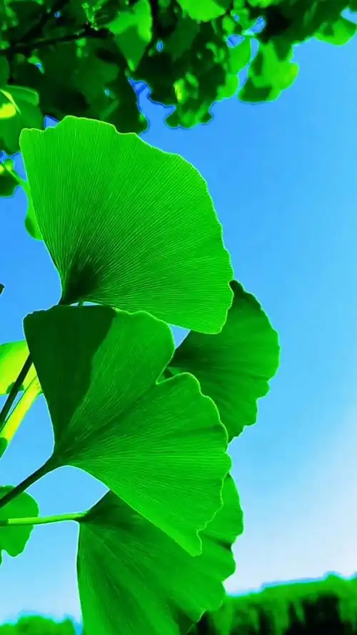 640_1138竖版 竖屏