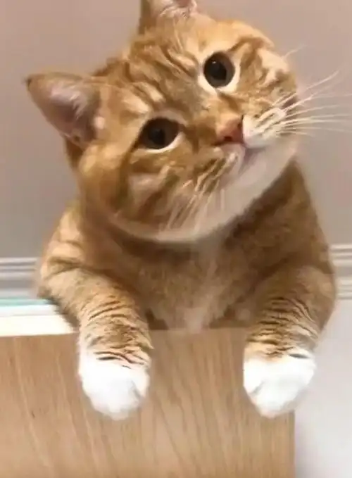 (治好了我的颈椎病) 猫咪真的很神奇 即便是不卖萌也能俘获铲屎官的心