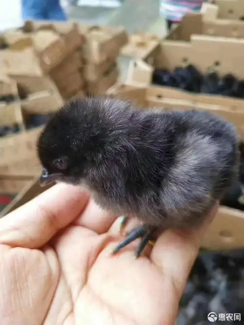 五黑鸡苗 纯种五黑一绿!