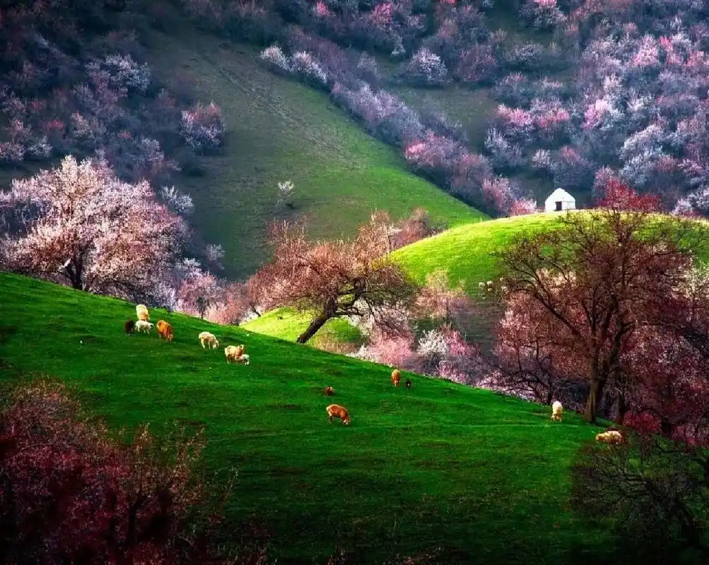 中华福寿山|旅游攻略|旅游度假胜地 霍城旅游攻略99999999