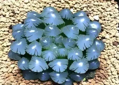 玉露开花预示着什么意思