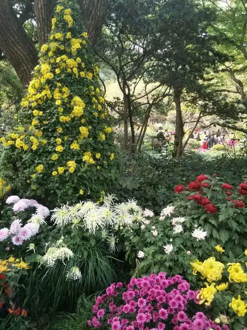 长三角菊花展～杭州植物园