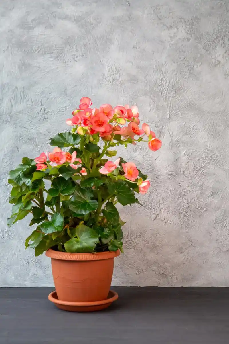 盆栽海棠花适合什么土质养殖呢?