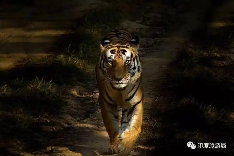 1970年,人们放弃了这里的家园和土地,以换取老虎的生活空间……在坎哈