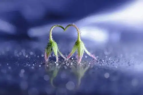 全世界都在秀恩爱 拍摄温暖触动心灵的画面