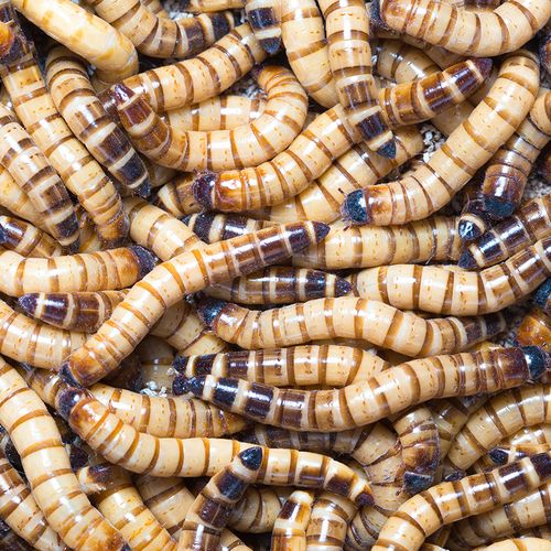 大麦麦虫活虫超级黄粉虫蜥蜴守宫蜘蛛龙鱼仓鼠爬虫