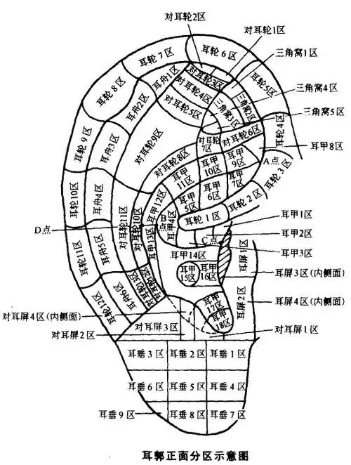 耳郭的分区与特征