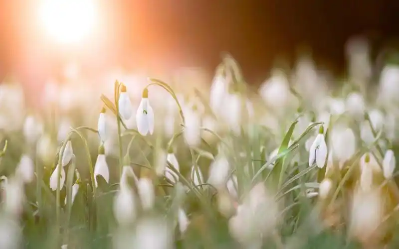 唯美好看的雪花莲图片电脑壁纸