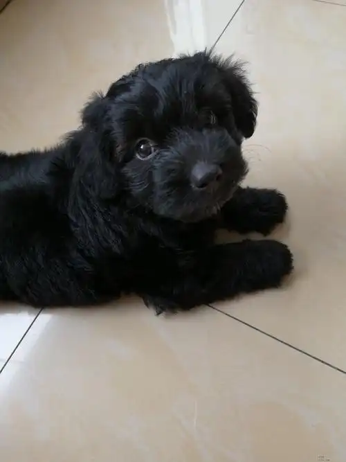 朋友送来一条小黑,请问是什么狗?