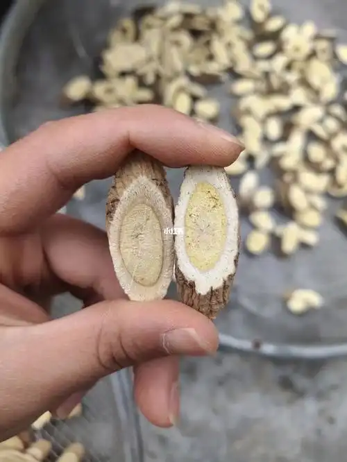 怎么区分野生黄芪的真假?请看这种图片#野生黄芪  #黄芪  #区分