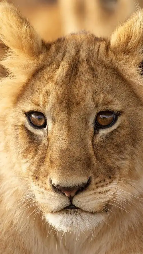 狮子幼崽,你看,肖像 iphone 壁纸