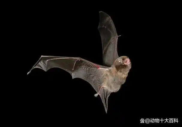 世界十大最毒蝙蝠排名