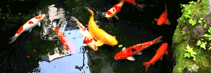 三渡东瀛—紫藤花开的季节去看锦鲤成了精(多图杀猫no.7)