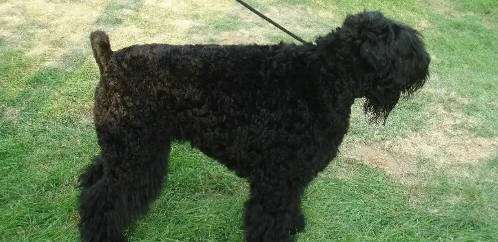 黑俄罗斯梗起源和介绍