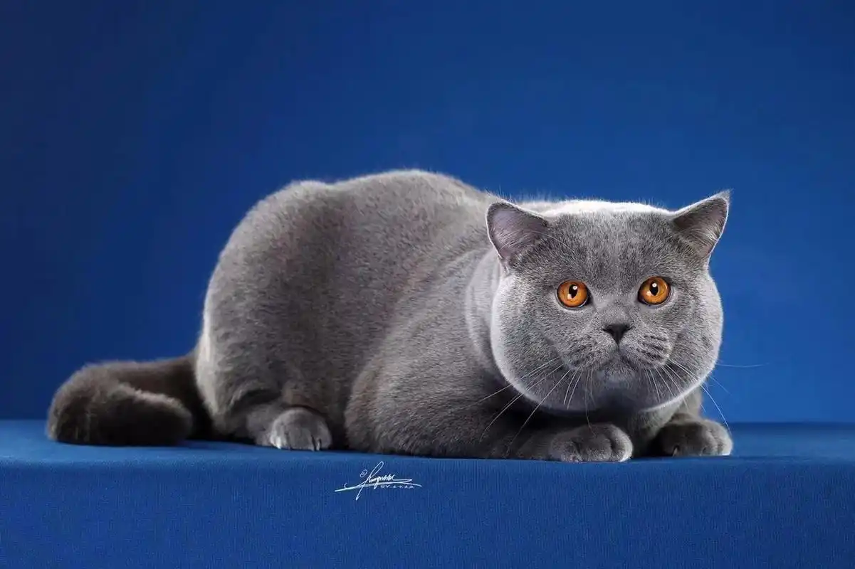 真正的纯血赛级蓝色英短长这样 不是所有的蓝猫,都能称之为英短蓝猫!