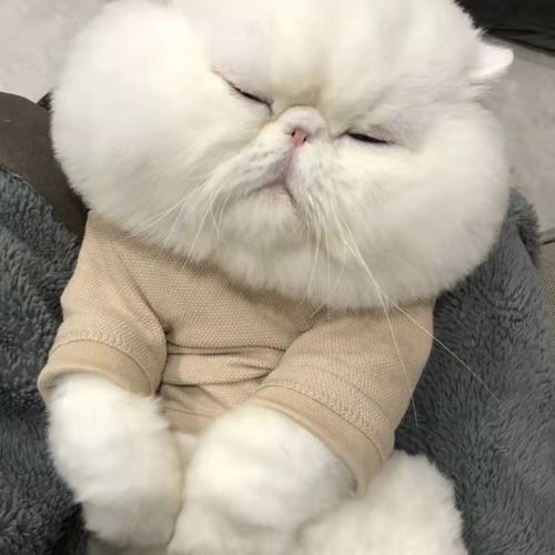 纯种加菲猫纯白三花色黑色千岁岁宠物幼崽长毛小猫咪活体可爱幼猫