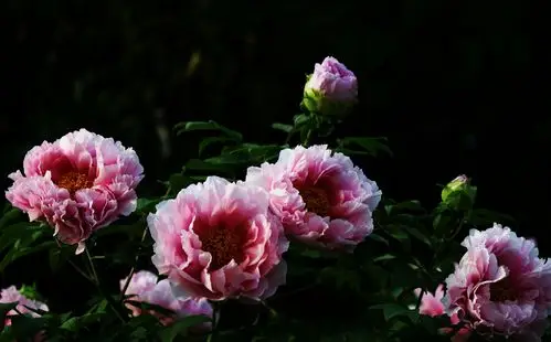 洛阳牡丹冠一品,引得千古诗人呤.