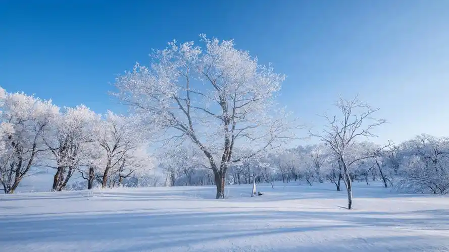 雪景 树林 雪地 自然风景桌面壁纸高清大图预览1920x1080_风景壁纸