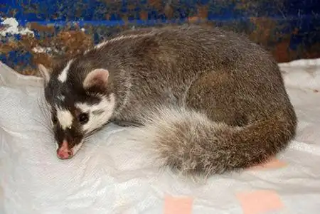 展开全部 这不是老鼠,应该是鼬獾,野生动物体内寄生虫多,少吃,而且这